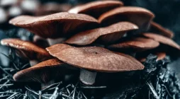 Descubre el papel del umami y la sazón en la cocina japonesa, desde el dashi hasta la fermentación, pasando por la maduración.