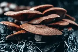 Descubre el papel del umami y la sazón en la cocina japonesa, desde el dashi hasta la fermentación, pasando por la maduración.