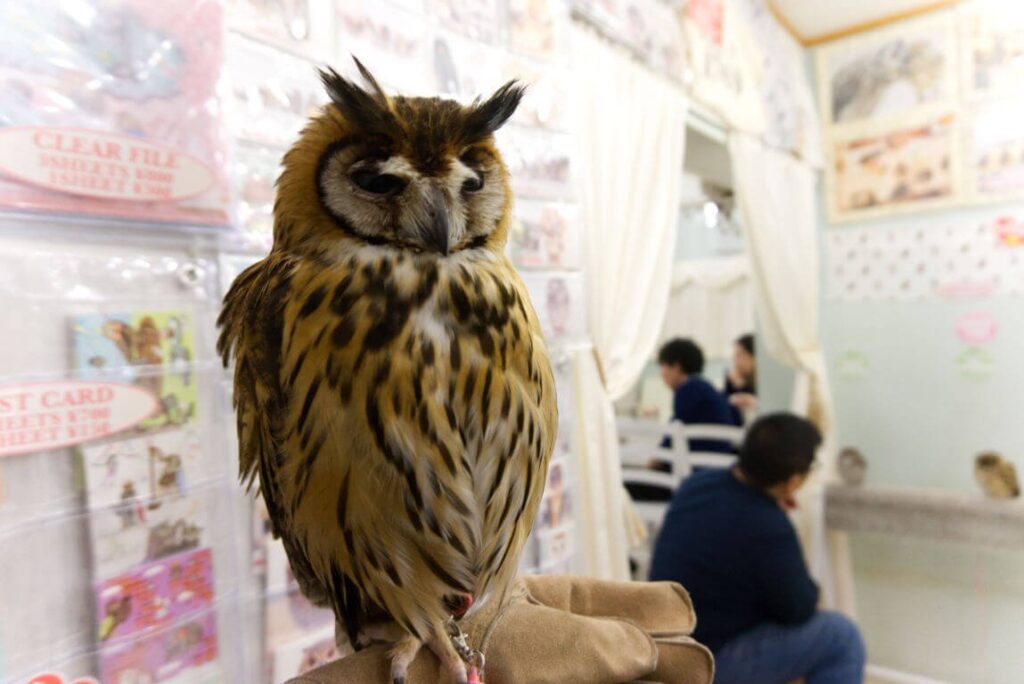 Visitante acariciando un búho en el Owl Café de Akihabara