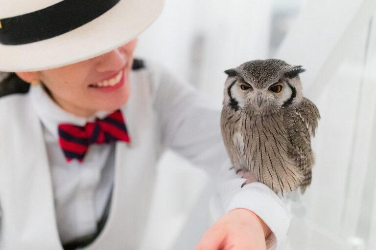 Visitante acariciando un búho en el Owl Café de Akihabara