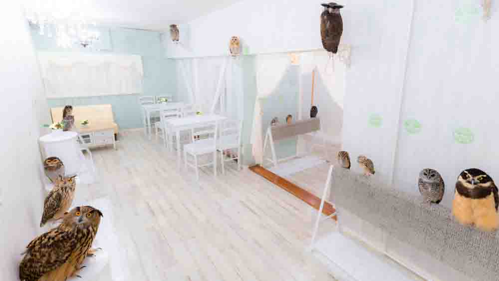 Visitante acariciando un búho en el Owl Café de Akihabara